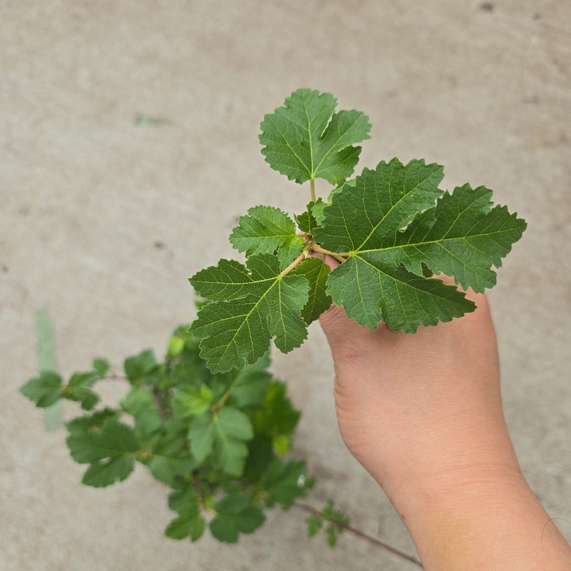 Ficus johannis ssp. afghanistanica – 6