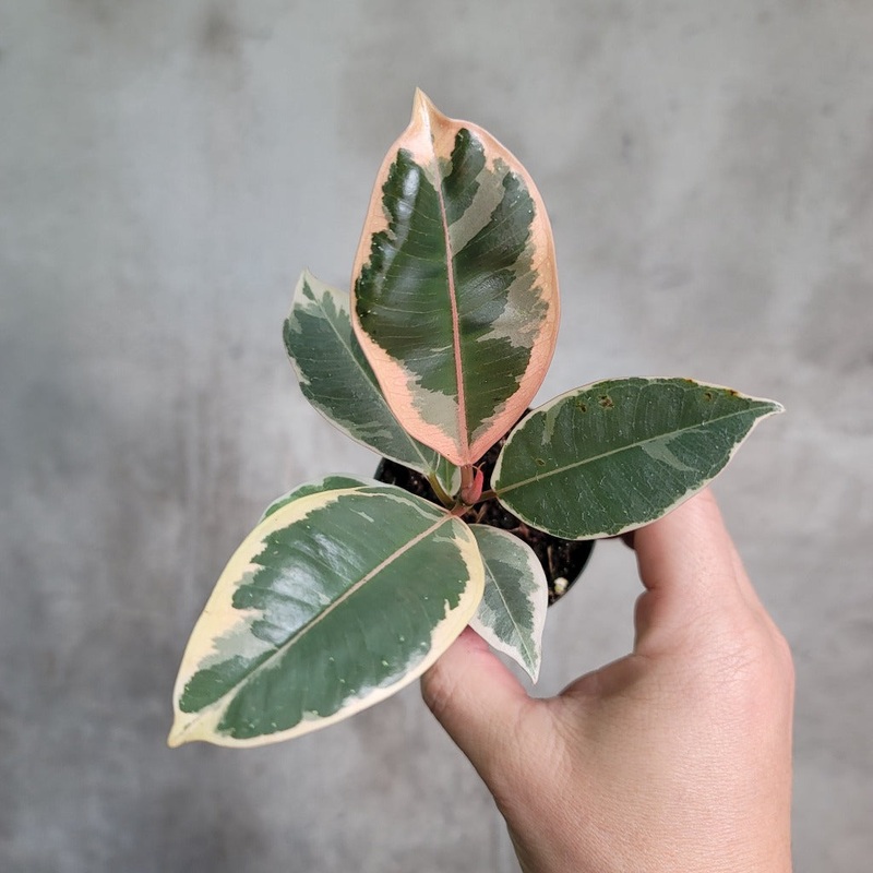 Ficus tineke – 2|CL6D|CL6D