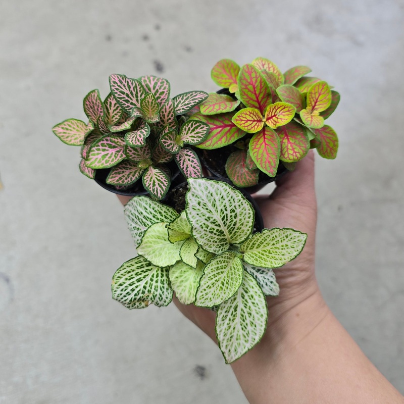 Fittonia assorted – 2|CL2B|CL2B