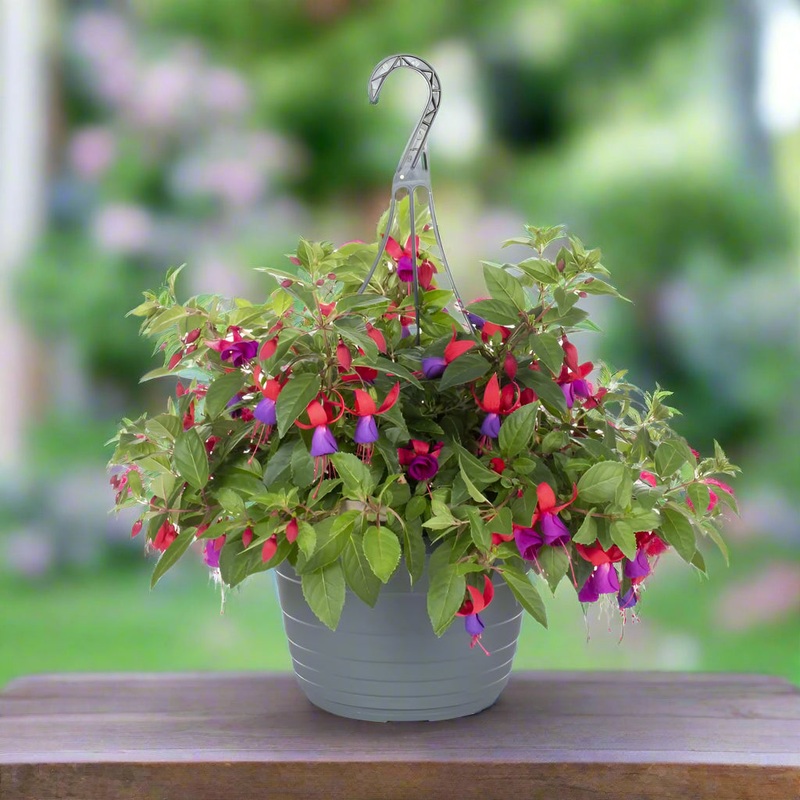 Hanging Fuchsia Basket – 12|OS