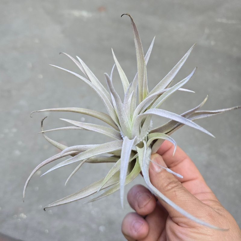 Harrisii – (5-6)|TR|TR