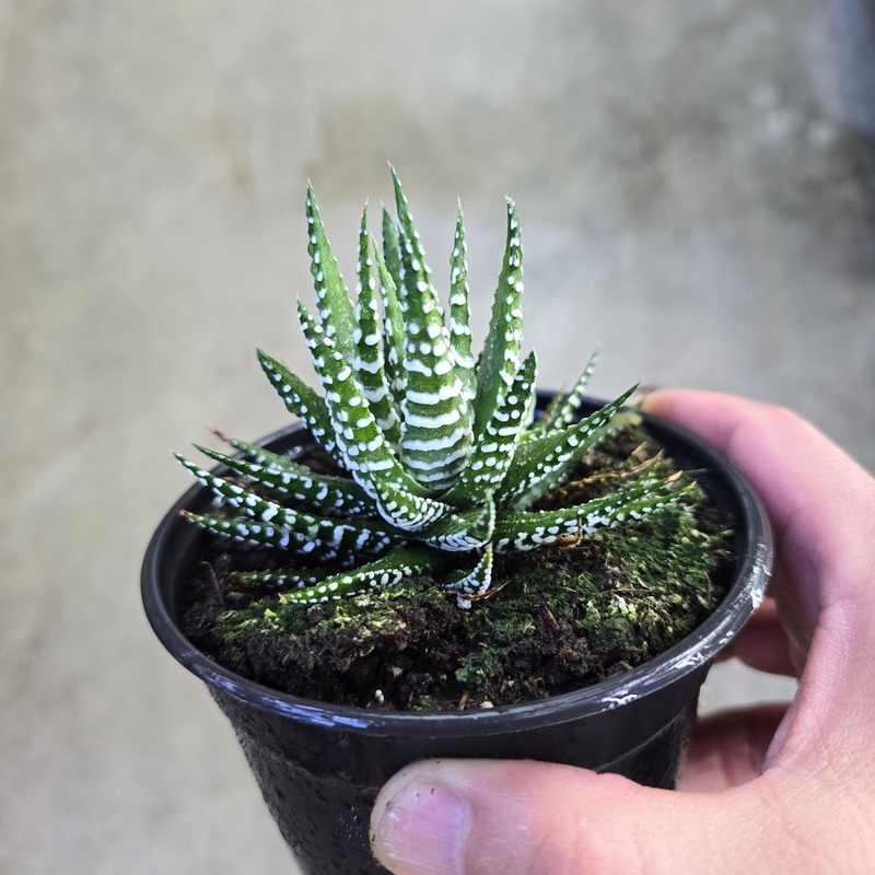 Haworthia fasciata big band – 4