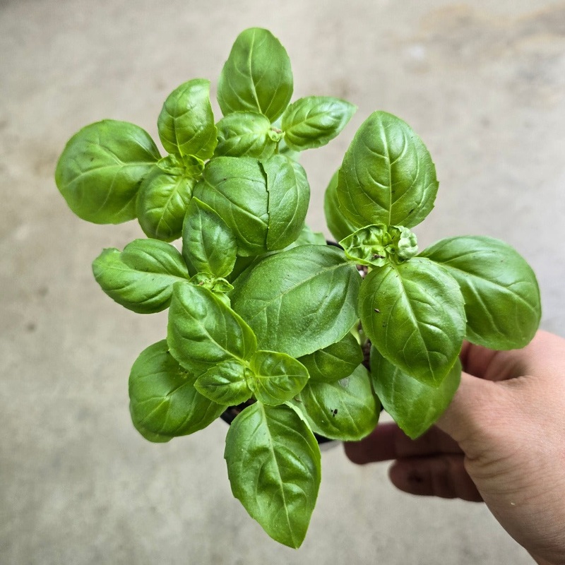 Herb – Basil|OUTSIDE|OUTSIDE