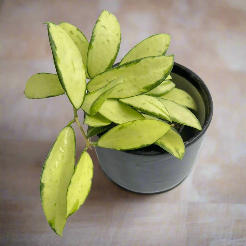 Hoya acuta ‘Inner Variegated’ – HB 4