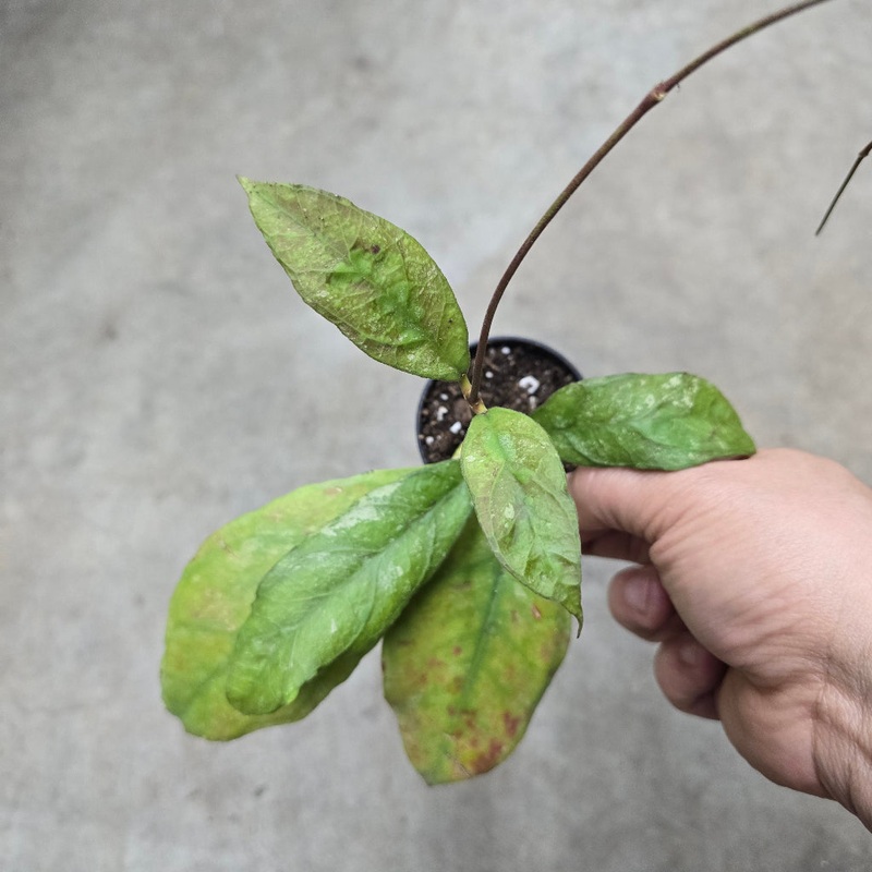 Hoya finlaysonii ‘Chicken Farm’ – 2