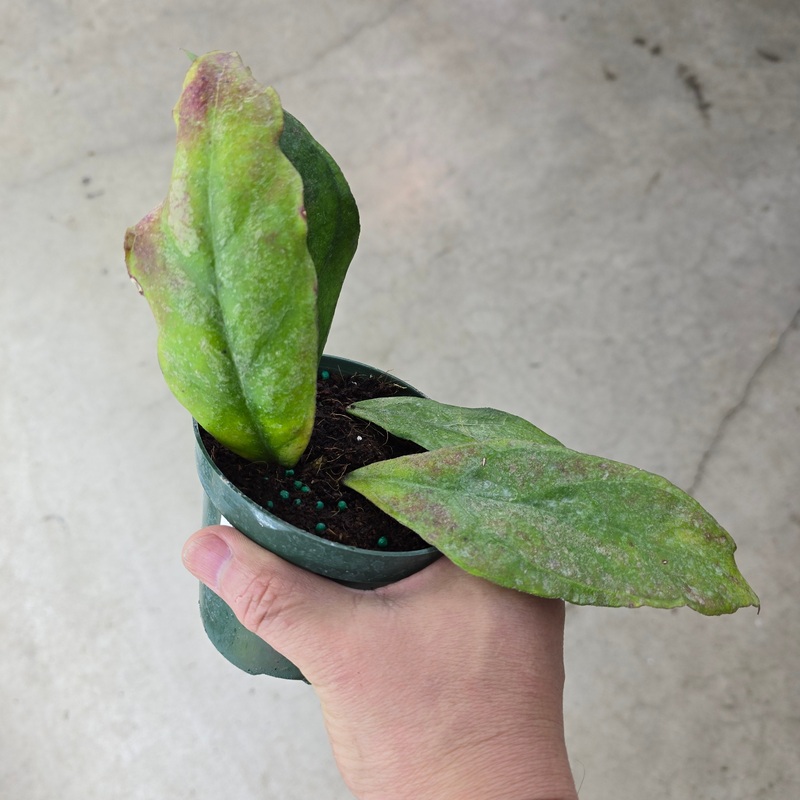 Hoya finlaysonii ‘Chicken Farm’ – 4