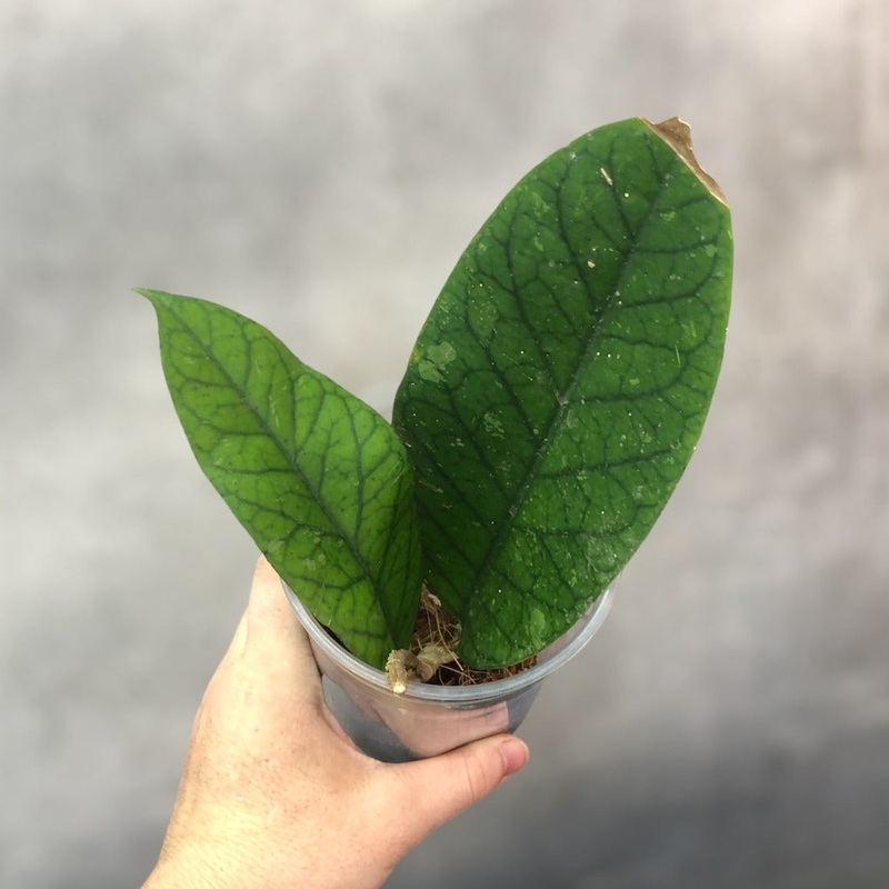 Hoya meredithii – 4|R2BD|R2BD