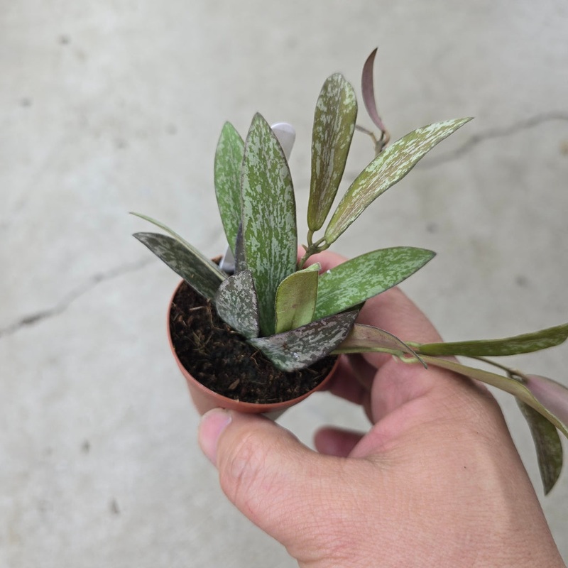 Hoya sigillatis borneo – 2|R2AC