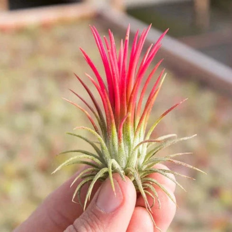 Ionantha fuego (2-3)|TR|TR