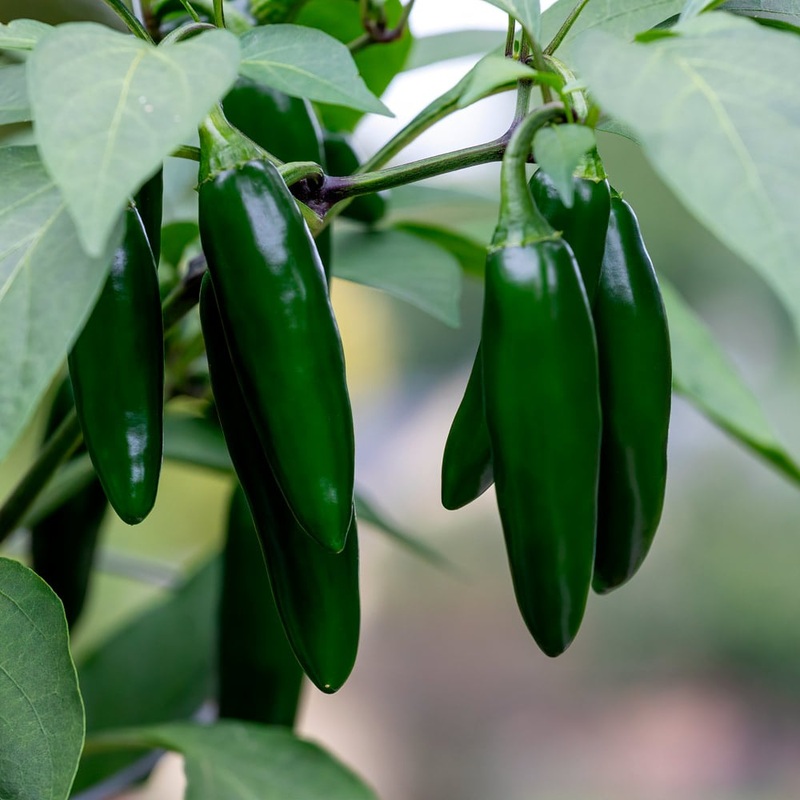 Jalepeno pepper – Jumbo Pack