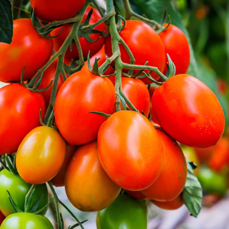 La Roma Tomato – 5|OS|OS