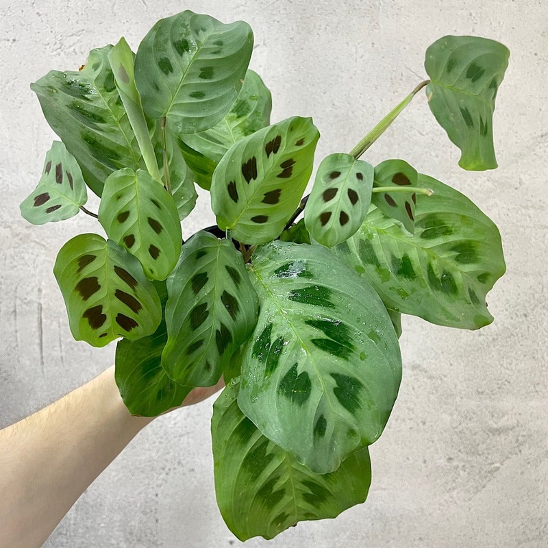 Maranta leuconeura kerchoveana – 4