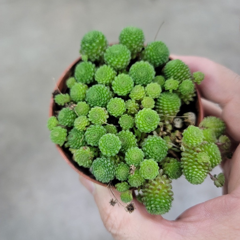 Monanthes polyphylla – 3|R4AB|R4AB