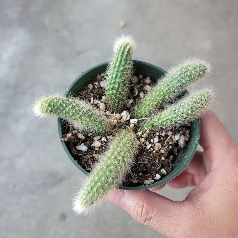 Monkey’s Tail Cactus – 4|R4BB|R4BB