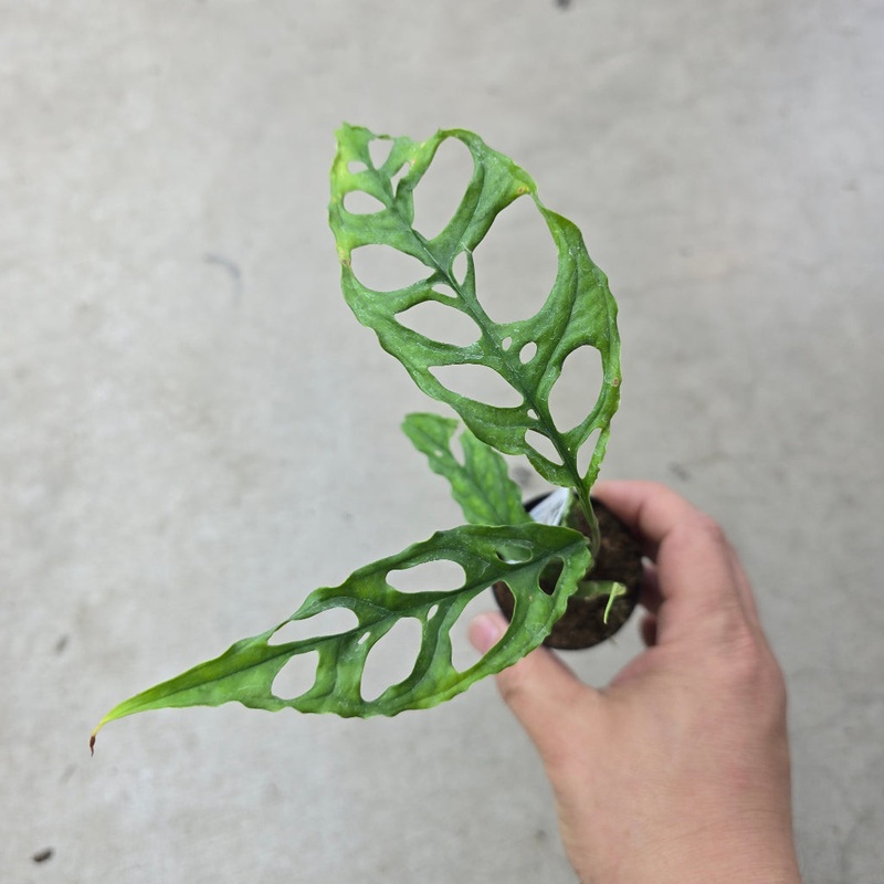 Monstera obliqua peru – 2|case