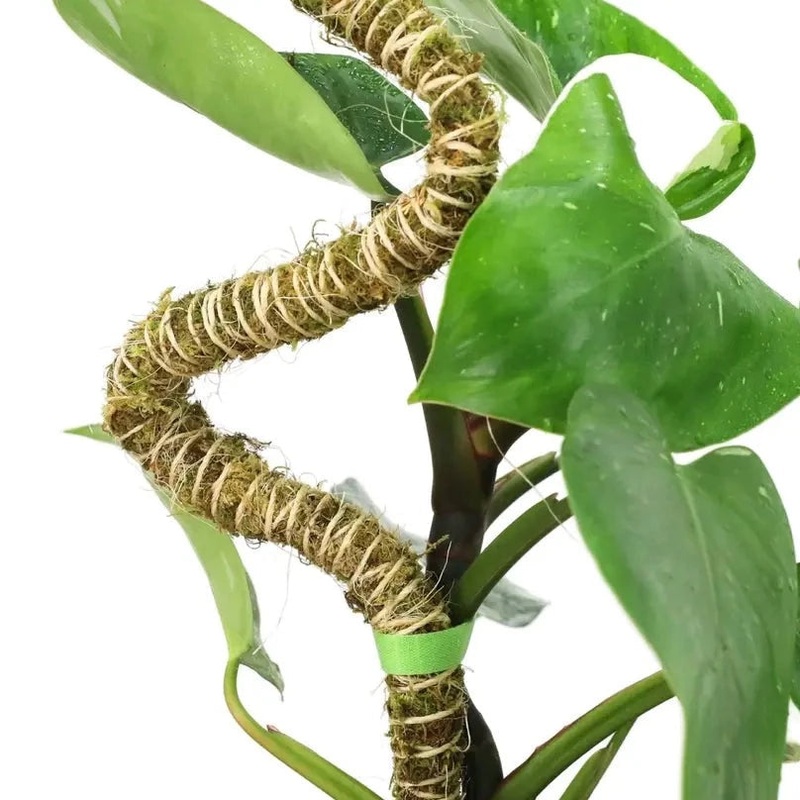 MOSSIFY REUSABLE PLANT TAPE – 10