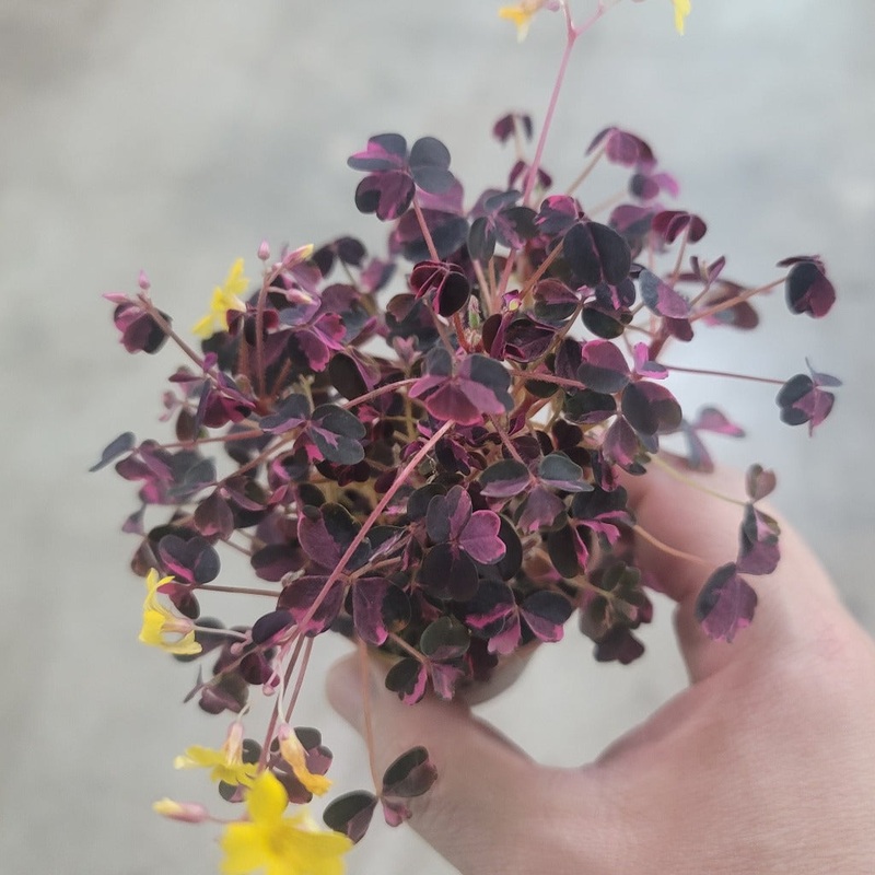 Oxalis ‘Plum Crazy’- 2|CL3D|CL3D