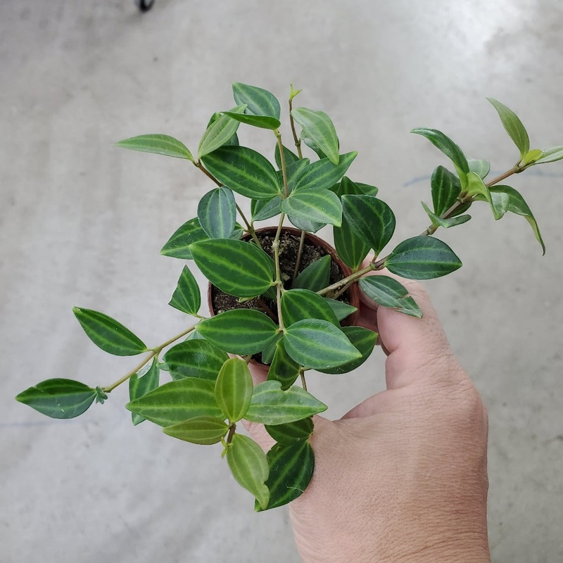 Peperomia angulata – 2|CL6E|CL6E