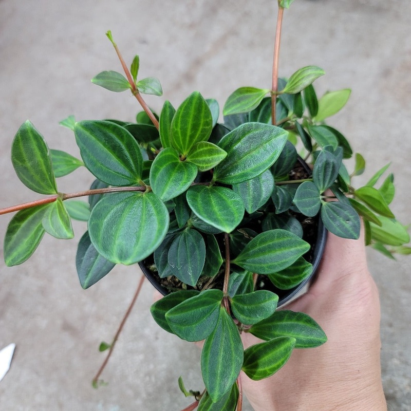 Peperomia angulata – 4|BR08C|BR08C