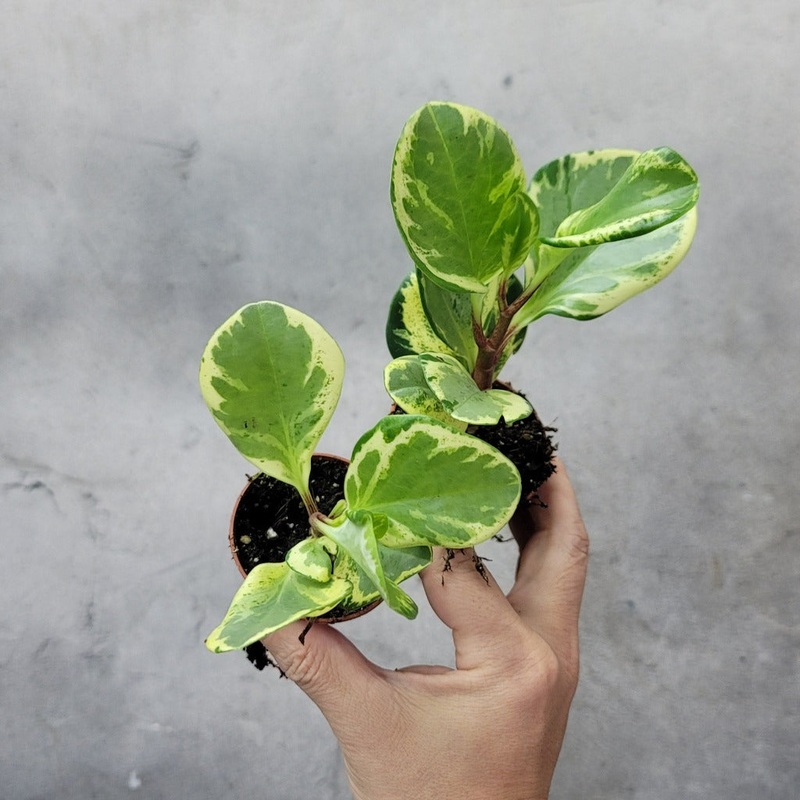 Peperomia obtusifolia marble – 2