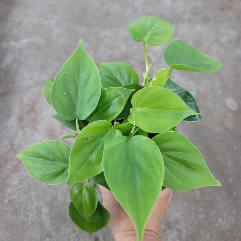 Philodendron cordatum green – 4