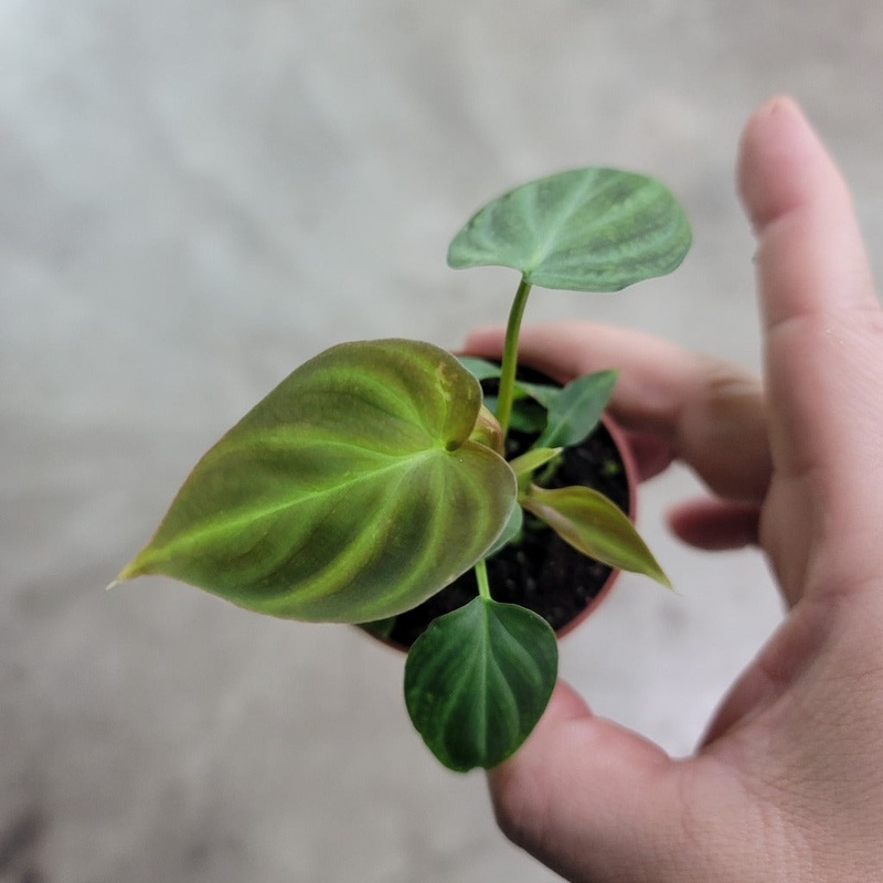Philodendron verrucosum – 2|R1CD