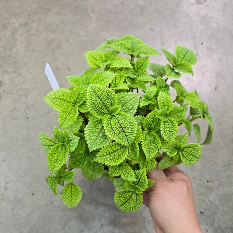 Pilea Moon Valley – 6|FW|FW