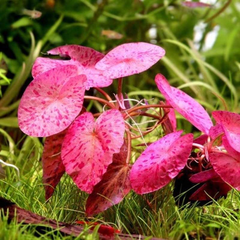 Red Tiger Lotus|TR|TR