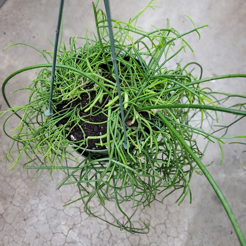 Rhipsalis baccifera – 6|TBD|TBD