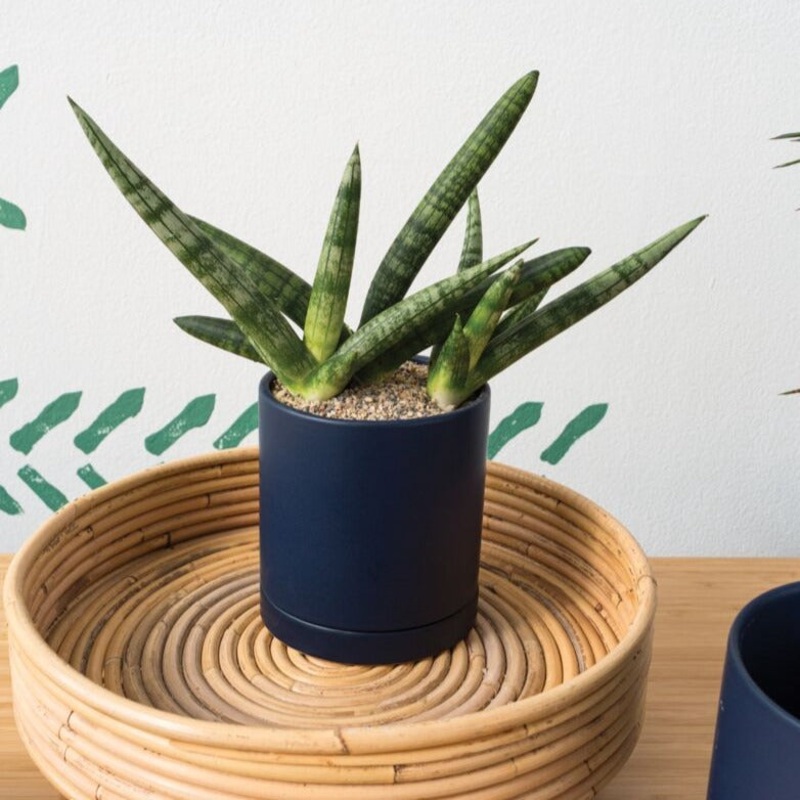 Romey – 4.25 dark blue