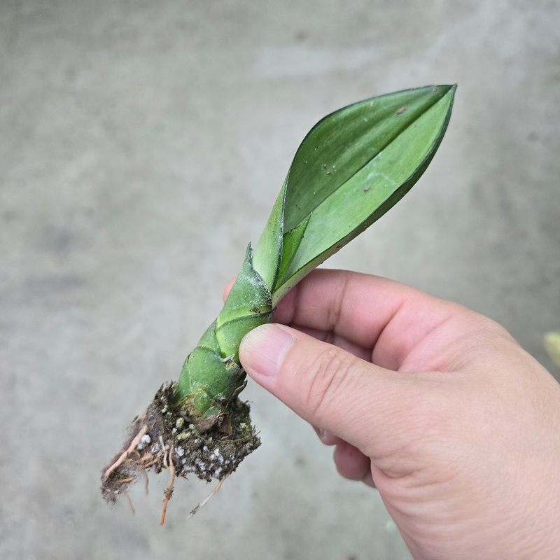 Sansevieria trifasciata ‘Moonshine’ – 2 (rescue)