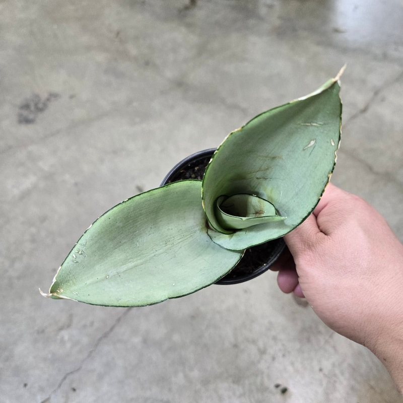 Sansevieria trifasciata ‘Moonshine’ – 4 (rescue)