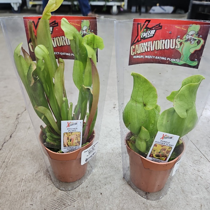 Sarracenia assorted – 3|BR19B|BR19B
