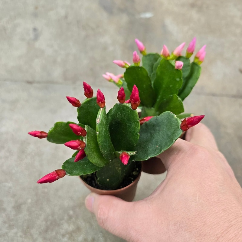 Schlumbergera gaertneri – 2|CL2D