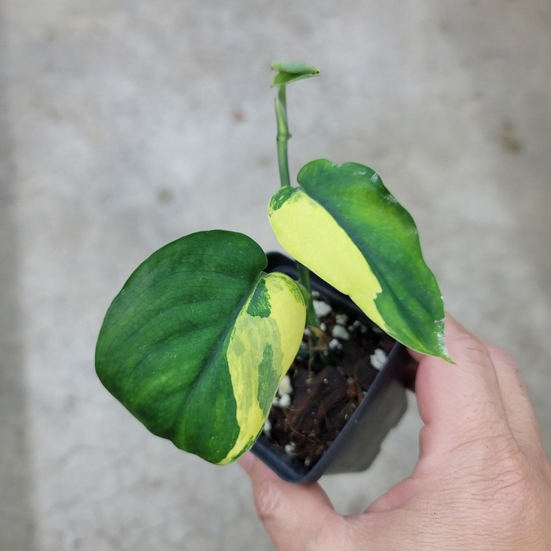 Scindapsus jade satin variegated – 2