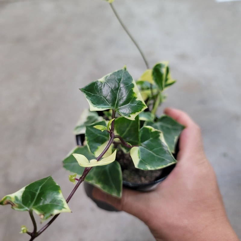 Senecio macroglossus variegatus – 4