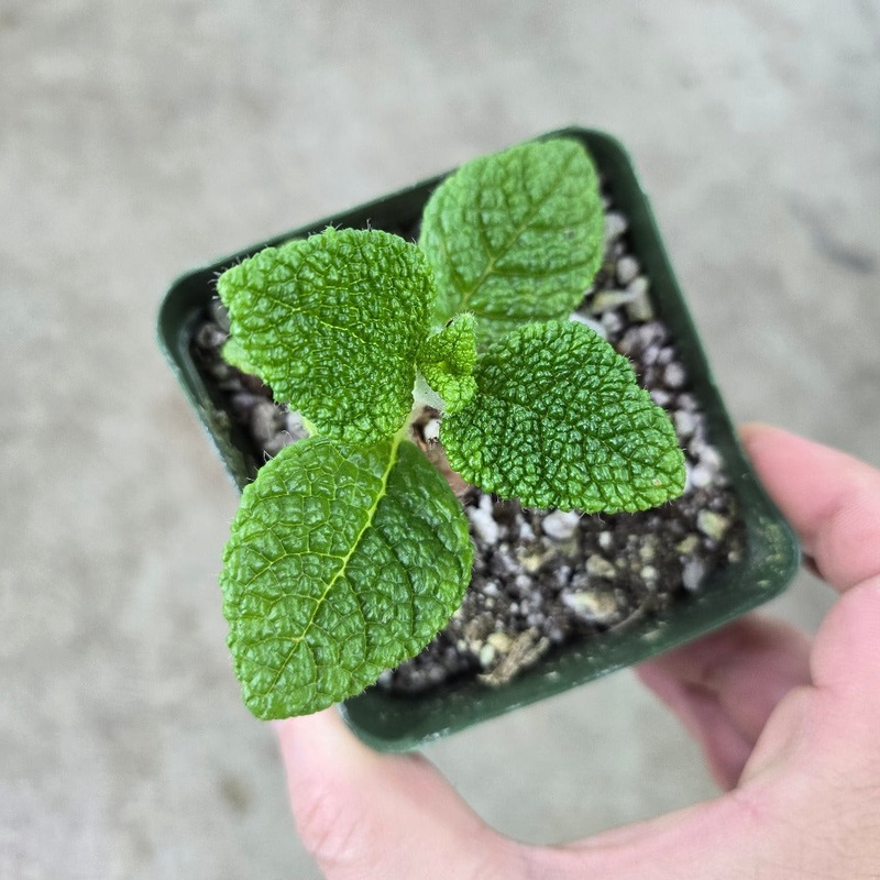 Sinningia bullata – 4|R4AB|R4AB