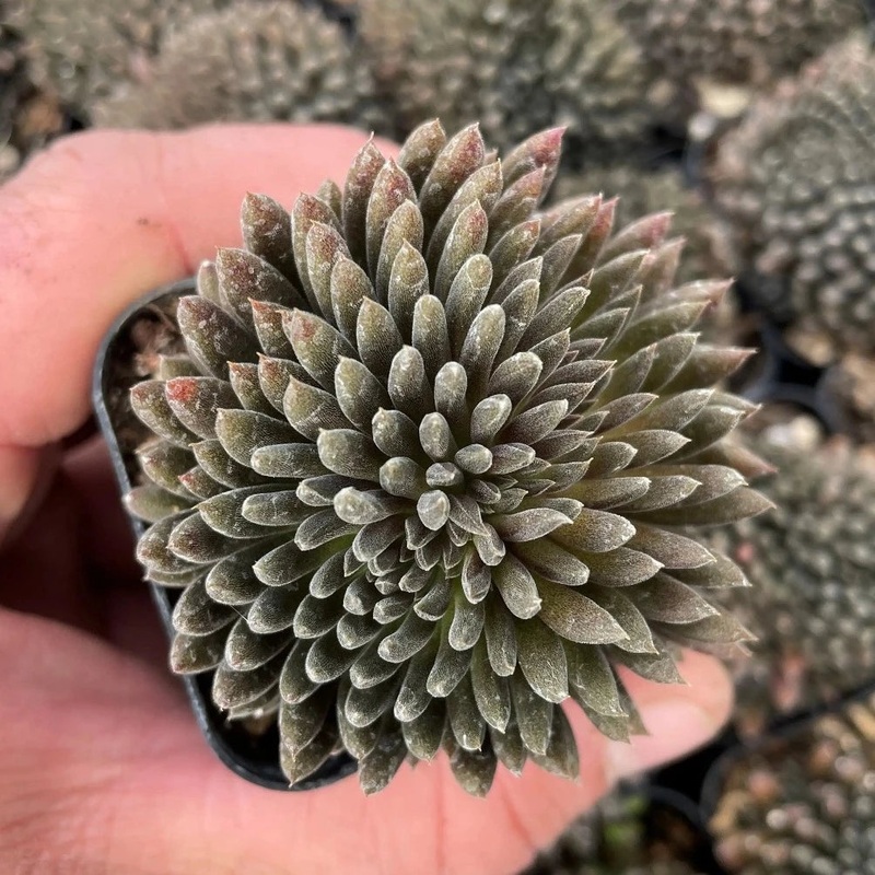Sinocrassula yunnanensis – 2|R4CC