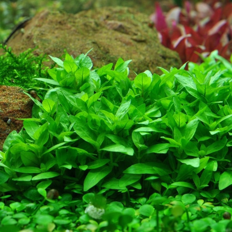 Staurogyne repens – 2