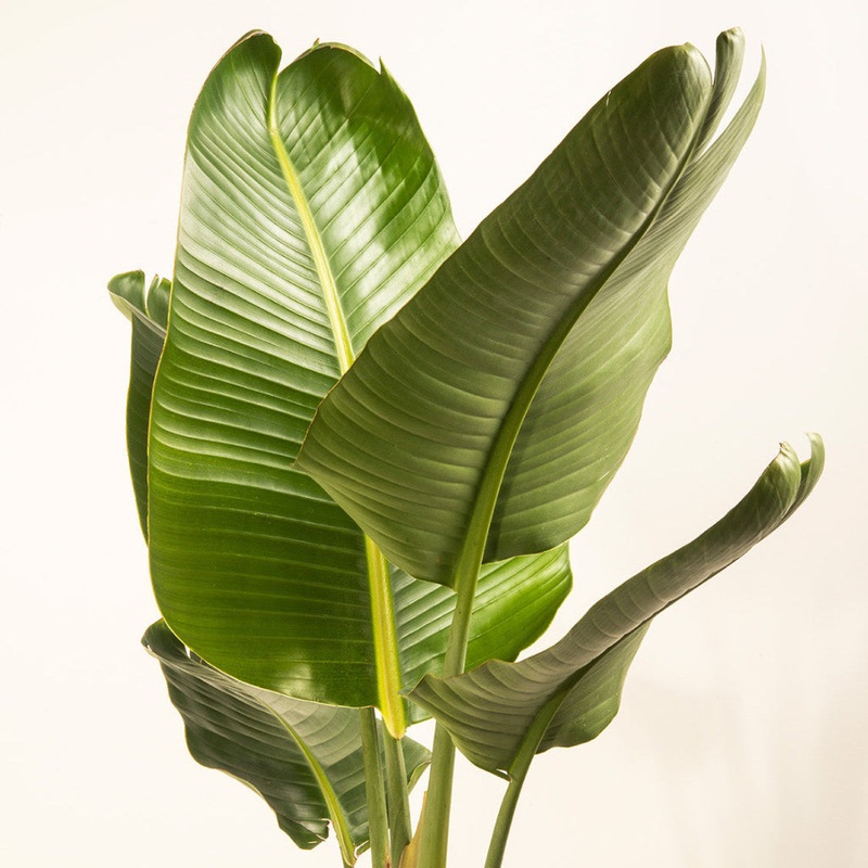 Strelitzia Bird of Paradise – 12