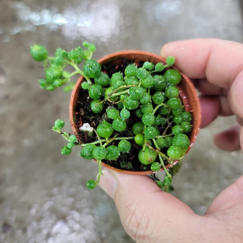 String of pearls – 2|CL6C|CL6C