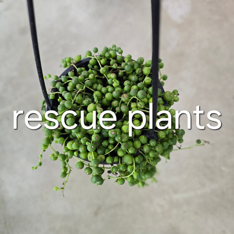 String of pearls – 4 HB (rescue)