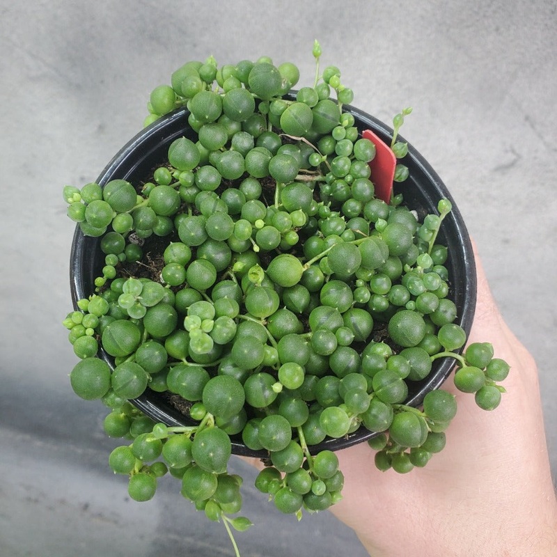 String of pearls – 4|R4CB|R4CB