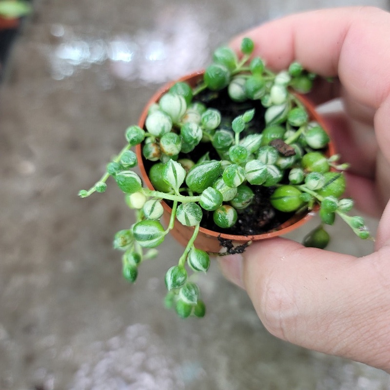 String of pearls variegated – 2