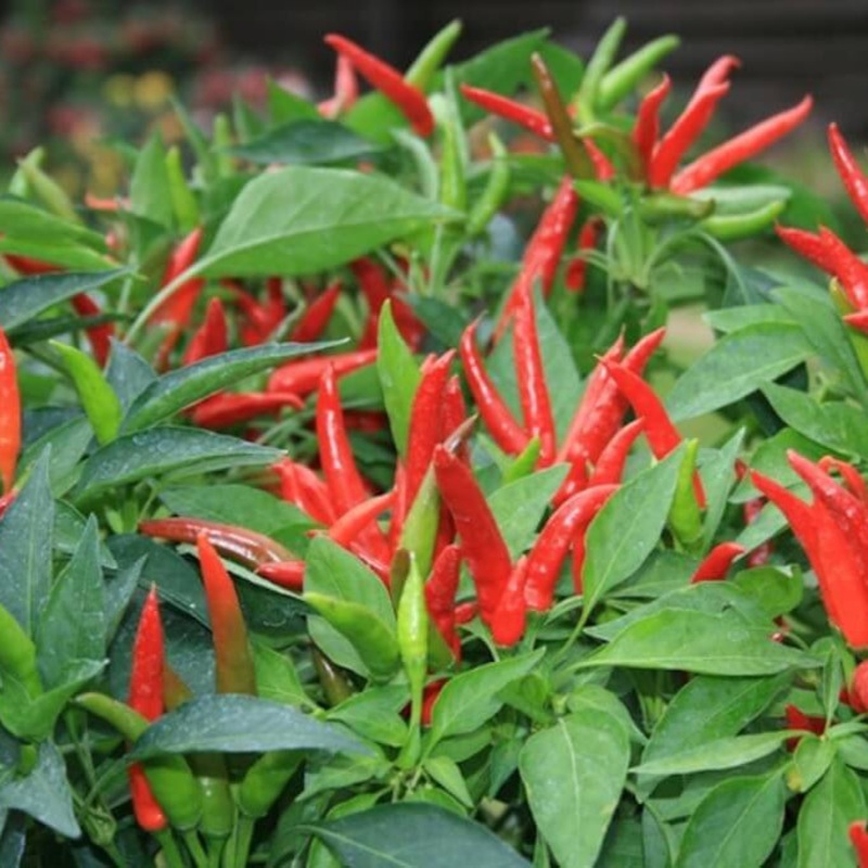 Super Chili – Jumbo Pack|OS|OS