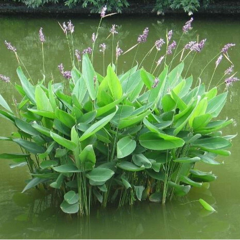 Thalia dealbata – 2