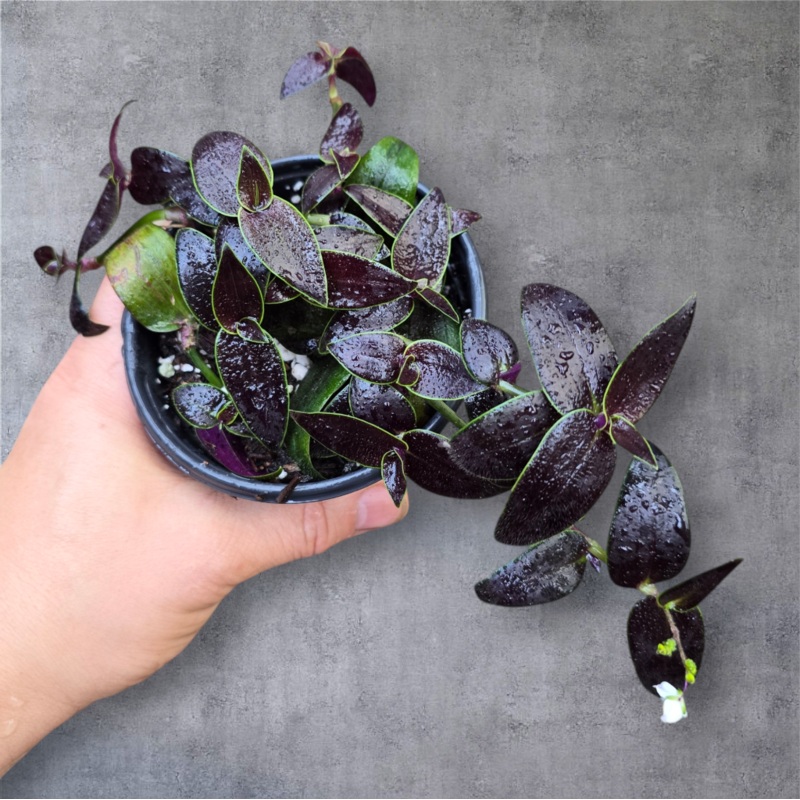 Tradescantia ‘Jose Puig’ – 4|R3AB