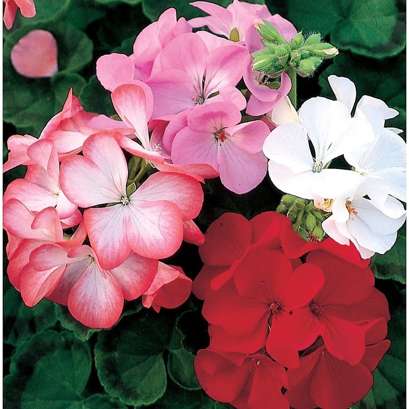 Zonal Geranium – Assorted  4|OS