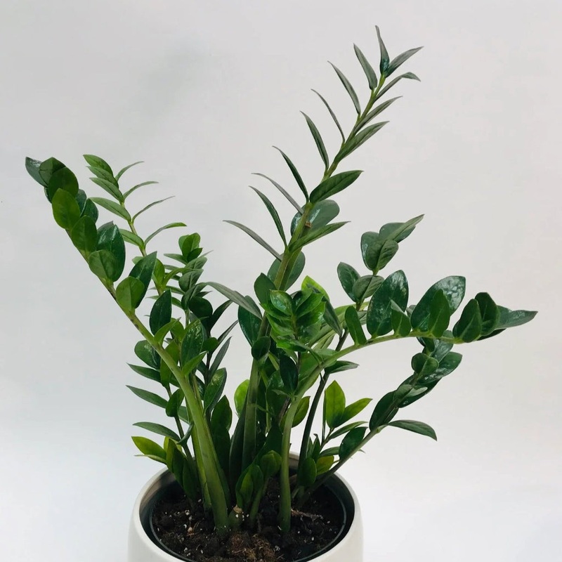 ZZ plant – 8|TBD|TBD