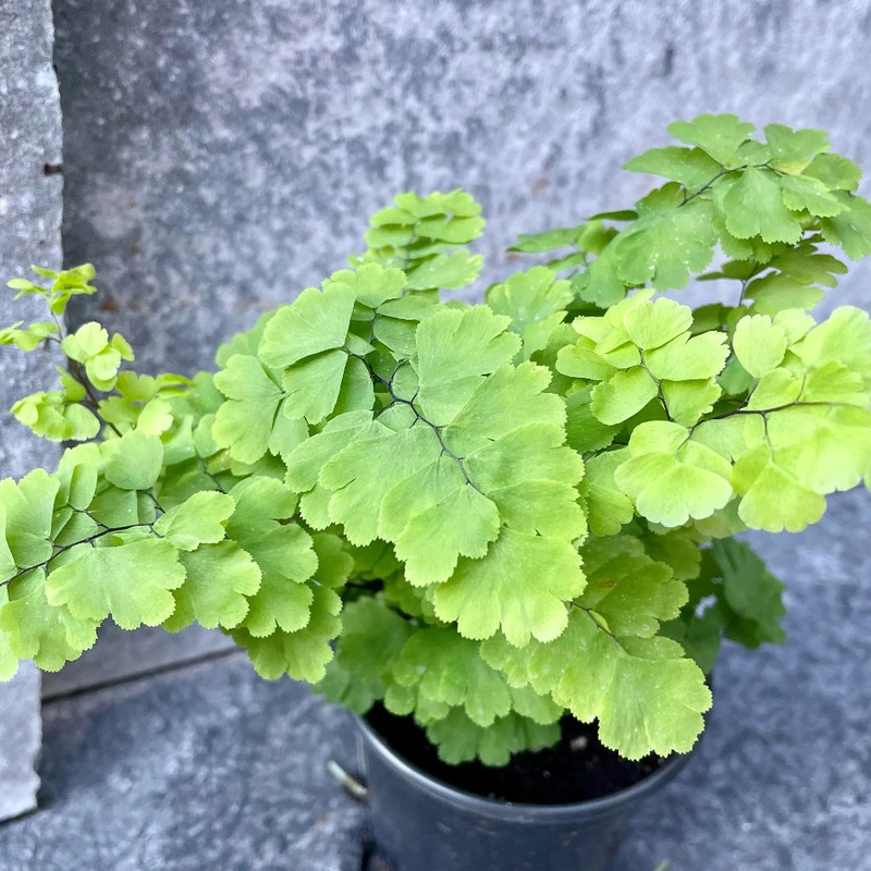 Adiantum raddianum ‘Pacific Maid’ – 4